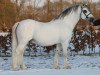 Deckhengst Springbourne Glide (Welsh Mountain Pony (Sek.A), 1990, von Springbourne Claret)