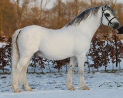 Deckhengst Springbourne Glide (Welsh Mountain Pony (Sek.A), 1990, von Springbourne Claret)