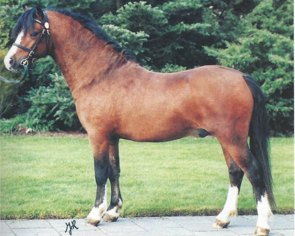 stallion Springbourne Huckleberry (Welsh mountain pony (SEK.A), 1997, from Springbourne Caraway)