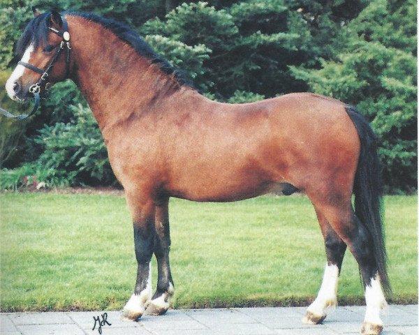 stallion Springbourne Huckleberry (Welsh mountain pony (SEK.A), 1997, from Springbourne Caraway)