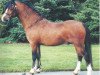 stallion Springbourne Huckleberry (Welsh mountain pony (SEK.A), 1997, from Springbourne Caraway)