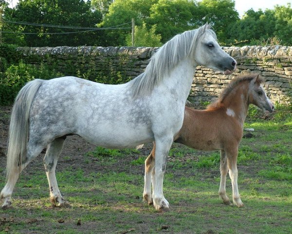 Zuchtstute Caerheulog Lady Jane (Welsh Mountain Pony (Sek.A), 2001, von Cwmffrwyd Lead Soldier)