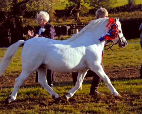 Deckhengst Dukeshill Magnum (Welsh Mountain Pony (Sek.A), 1993, von Dukeshill Action Man)