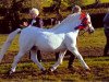 stallion Dukeshill Magnum (Welsh mountain pony (SEK.A), 1993, from Dukeshill Action Man)