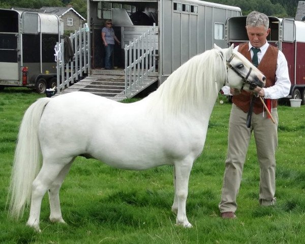 Pferd Rhesfair Joe Chwedl (Welsh Mountain Pony (Sek.A), 2008, von Dukeshill Magnum)