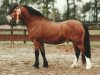 stallion Foxhunter Pantheon (Welsh mountain pony (SEK.A), 1989, from Penual Mark)