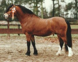 Deckhengst Foxhunter Pantheon (Welsh Mountain Pony (Sek.A), 1989, von Penual Mark)