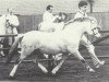 Deckhengst Coed Coch Olfyr (Welsh Mountain Pony (Sek.A), 1974, von Coed Coch Nerog)