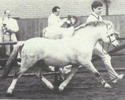 stallion Coed Coch Olfyr (Welsh mountain pony (SEK.A), 1974, from Coed Coch Nerog)