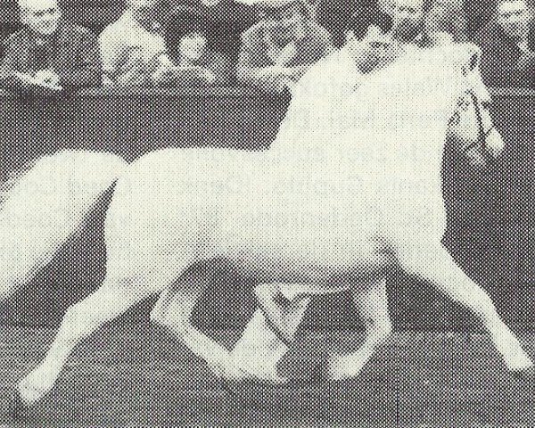 stallion Coed Coch Brodor (Welsh mountain pony (SEK.A), 1971, from Coed Coch Pryd)