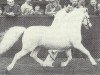 stallion Coed Coch Brodor (Welsh mountain pony (SEK.A), 1971, from Coed Coch Pryd)