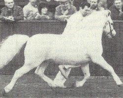 stallion Coed Coch Brodor (Welsh mountain pony (SEK.A), 1971, from Coed Coch Pryd)