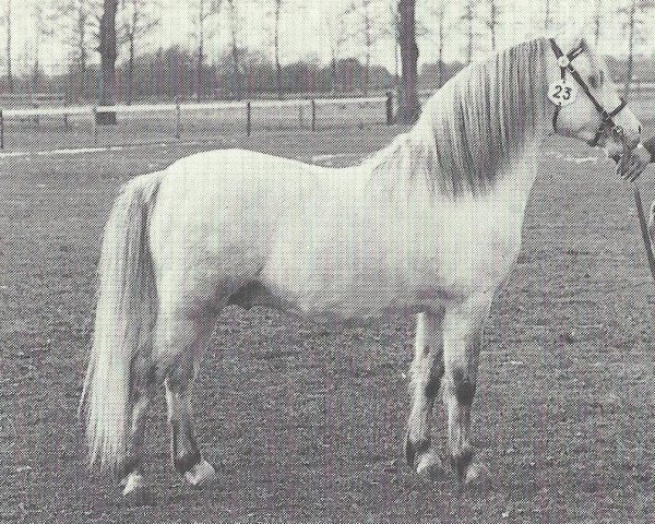 Deckhengst Hisland Pye (Welsh Mountain Pony (Sek.A), 1979, von Revel Pye)