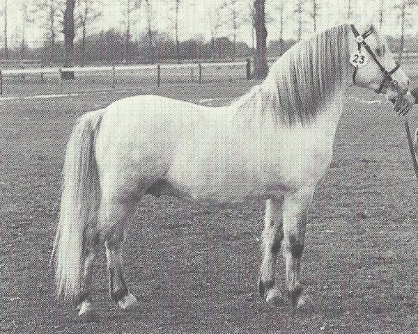 stallion Hisland Pye (Welsh mountain pony (SEK.A), 1979, from Revel Pye)