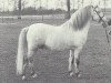 stallion Hisland Pye (Welsh mountain pony (SEK.A), 1979, from Revel Pye)