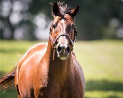 stallion Northern Afleet xx (Thoroughbred, 1993, from Afleet xx)