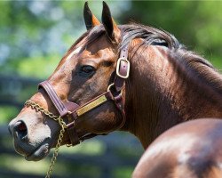 stallion Astrology xx (Thoroughbred, 2008, from A. P. Indy xx)