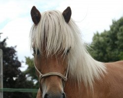 horse Halldor von Gut Hasselbusch (Iceland Horse, 2010, from Helios von Gut Kempen)