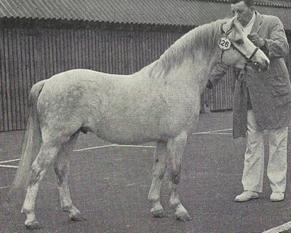stallion Dyrin Quicksilver (Welsh mountain pony (SEK.A), 1969, from Dyrin Martini)