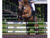 stallion Fantome d'Abdullah (Trakehner, 1999, from Abdullah)