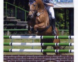 stallion Fantome d'Abdullah (Trakehner, 1999, from Abdullah)