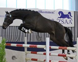 stallion Fabeldichter (Trakehner, 2011, from Best Before Midnight)