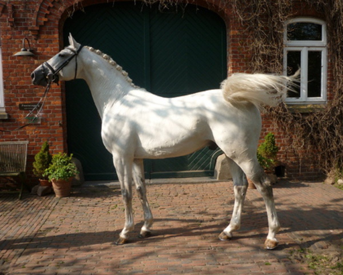 stallion B.B.King (Arab half breed / Partbred, 2007, from Best Before Midnight)