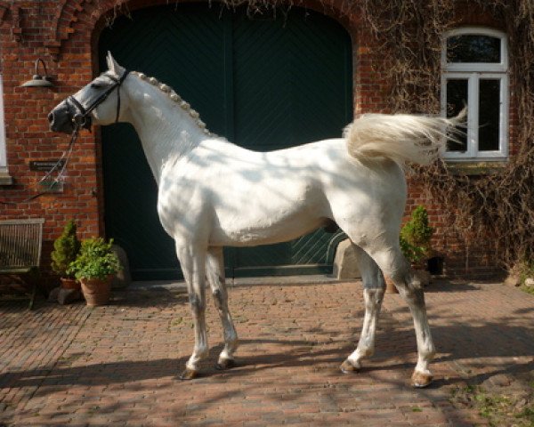 stallion B.B.King (Arab half breed / Partbred, 2007, from Best Before Midnight)