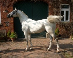 stallion B.B.King (Arab half breed / Partbred, 2007, from Best Before Midnight)