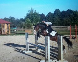 jumper Miss Magic Lumi (German Riding Pony, 2012, from Magic Cornflakes)