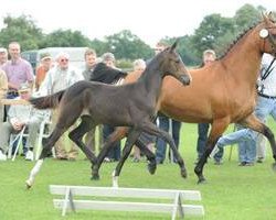 broodmare Chantal (Oldenburg, 2001, from De Niro)