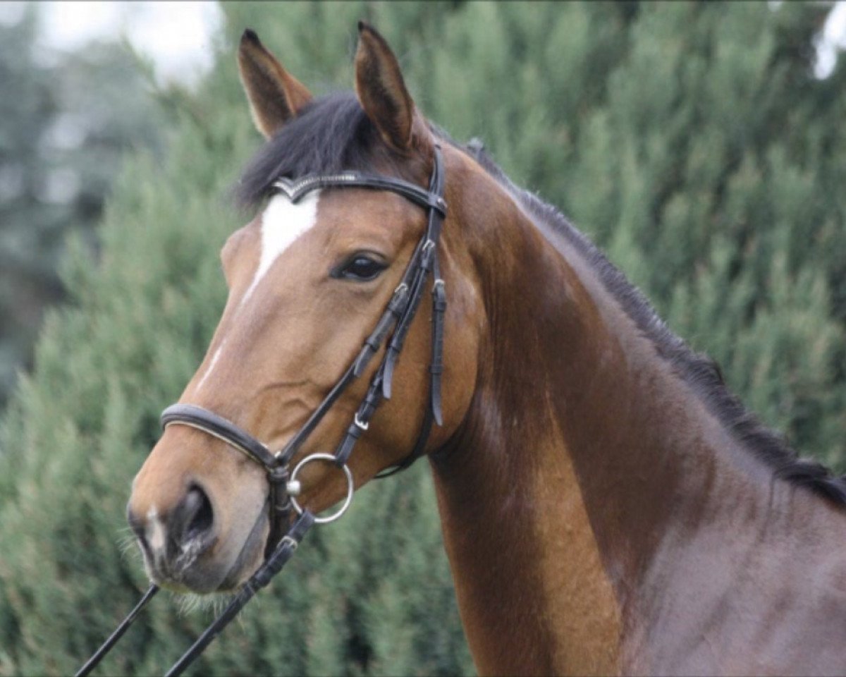 broodmare Elandia AG (Westphalian, 2009, from Estobar NRW)