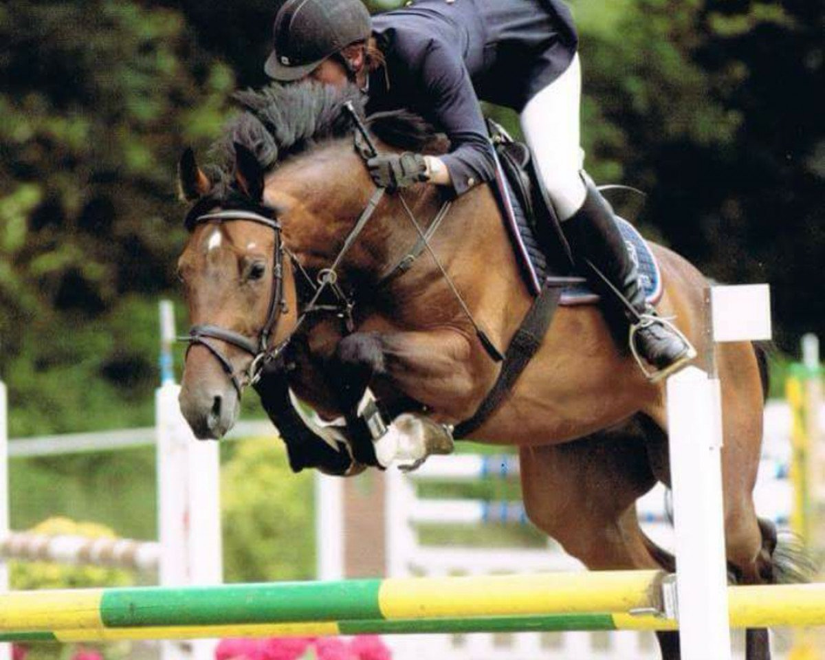 Springpferd Livingston 11 (Holsteiner, 2003, von Limbus)