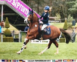 Springpferd Pacific Boy (Deutsches Reitpony, 2008, von Principal Boy)