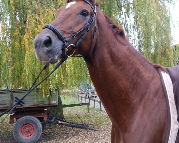 horse Brave Haert (Hanoverian,  )