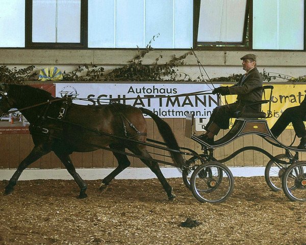 Zuchtstute Missy (Deutsches Reitpony, 1998, von Davignon)