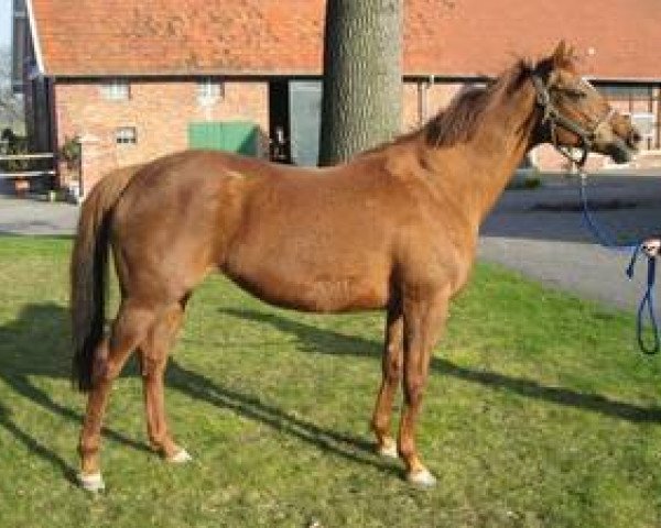 broodmare Incenza xx (Thoroughbred, 1993, from Local Suitor xx)