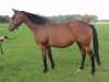 broodmare Intschu Tschuna xx (Thoroughbred, 2003, from Lando xx)