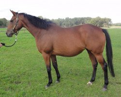 broodmare Intschu Tschuna xx (Thoroughbred, 2003, from Lando xx)