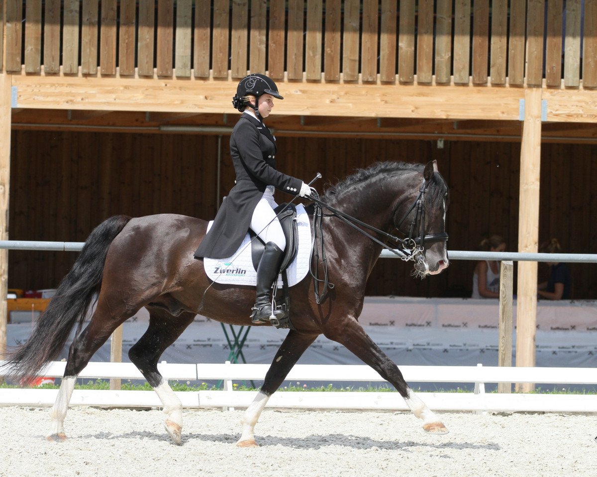stallion Night Dream (German Riding Pony, 2003, from Heidbergs Nancho Nova)