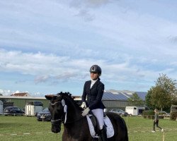 dressage horse Dark Illusion (Hanoverian, 2008, from Don Ricoss)