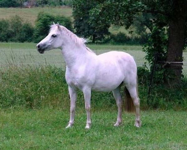 broodmare Mahee Island Aluinn (Connemara Pony, 2000, from Naughty van Graaf Janshof)