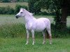 Zuchtstute Mahee Island Aluinn (Connemara-Pony, 2000, von Naughty van Graaf Janshof)