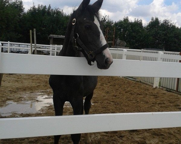 broodmare Baquita le coeur (Oldenburg show jumper, 2014, from Balous Crack)