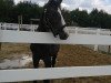 broodmare Baquita le coeur (Oldenburg show jumper, 2014, from Balous Crack)