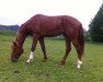 dressage horse Le Petite d`Or (Bavarian, 2013, from Lago d'Oro)