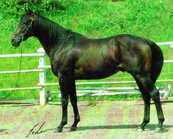 stallion Reef of Gold XX (Thoroughbred, 1984, from Glint of Gold xx)
