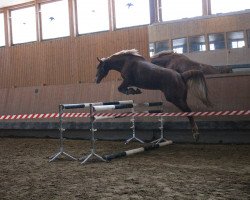 dressage horse Liski Lass (German Sport Horse, 2009, from Asterix Bavaria)