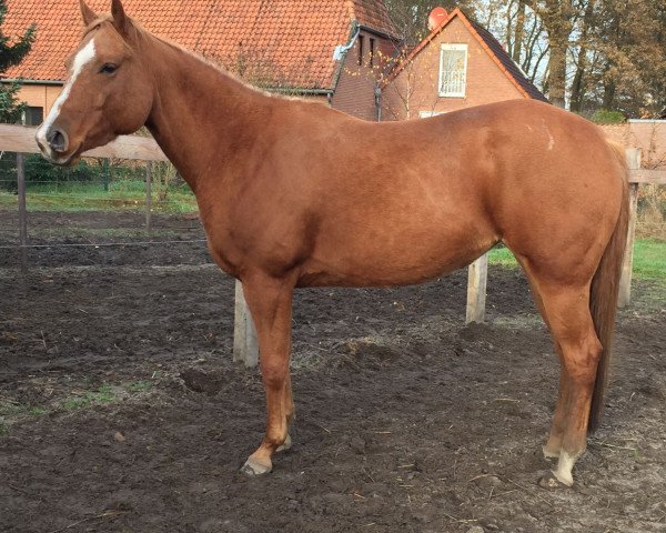 horse Fonda Heaven Luck (Quarter Horse, 2013)