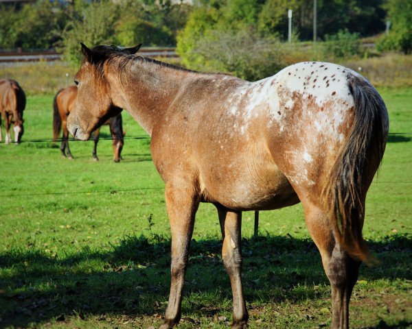 horse Appaloosa (Appaloosa,  )